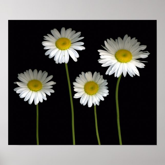 Shasta Daisies Poster (Vorne)