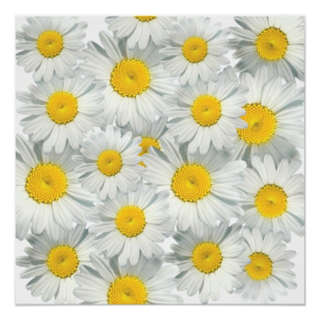 Shasta Daisies Poster (Vorderseite)