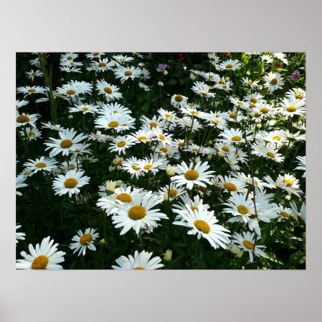 Shasta Daisies Poster (Vorne)