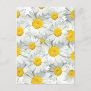 Shasta Daisies Postkarte