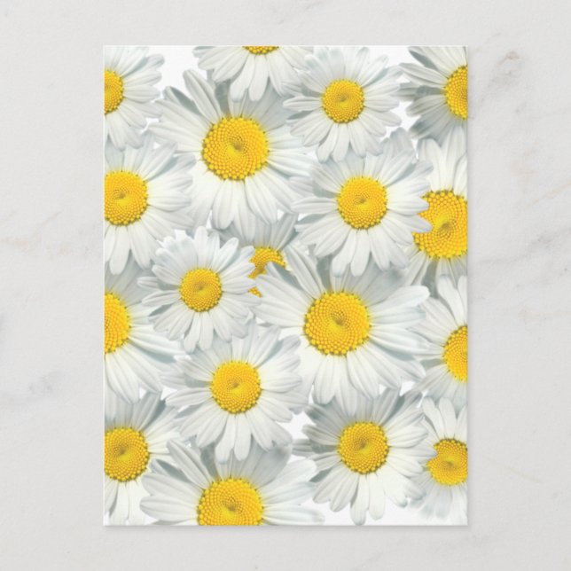 Shasta Daisies Postkarte (Vorderseite)