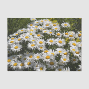Shasta Daisies Seidenpapier