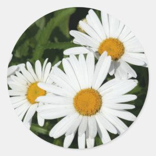 Shasta Daisy Aufkleber