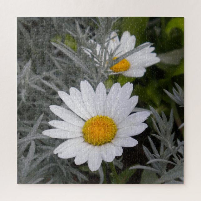 Shasta Daisy Blume und Artemisia (Vertikal)