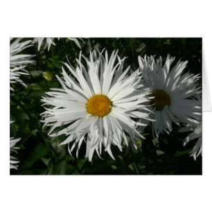 Shasta Daisy est devenue folle