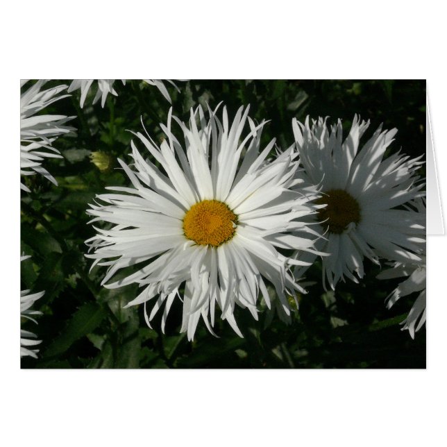 Shasta Daisy est devenue folle (Devant horizontal)