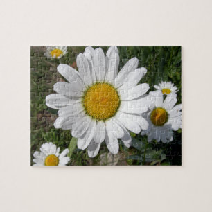 Shasta Daisy (höchstens Chrysanthemum)