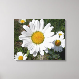 Shasta Daisy (höchstens Chrysanthemum) Leinwanddruck