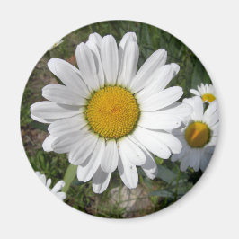 Shasta Daisy (höchstens Chrysanthemum) Magnet