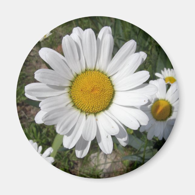 Shasta Daisy (höchstens Chrysanthemum) Magnet (Vorne)