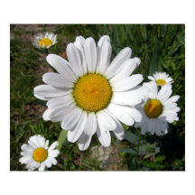 Shasta Daisy (höchstens Chrysanthemum)