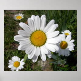 Shasta Daisy (höchstens Chrysanthemum) Poster