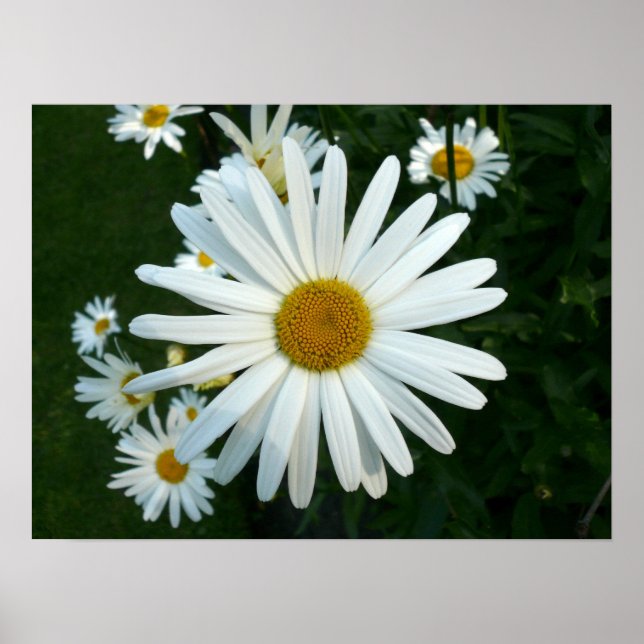 Shasta Daisy Poster (Vorne)
