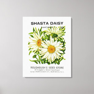 Shasta Daisy Vintag Seed Packet Leinwanddruck