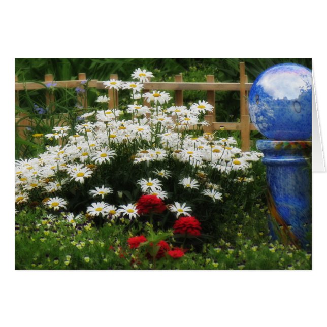 Shasta Garden - Daisies (Vorderseite (Horizontal))