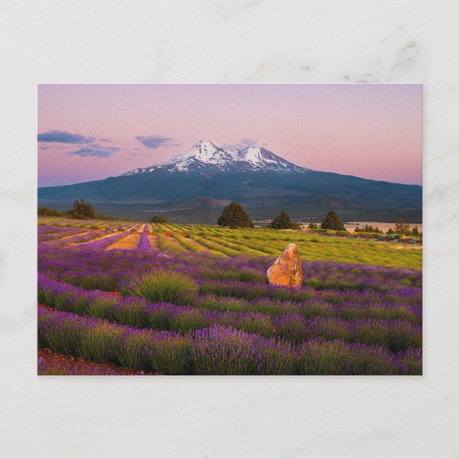 Shasta Lavender Sunset.. Postkarte (Vorderseite)