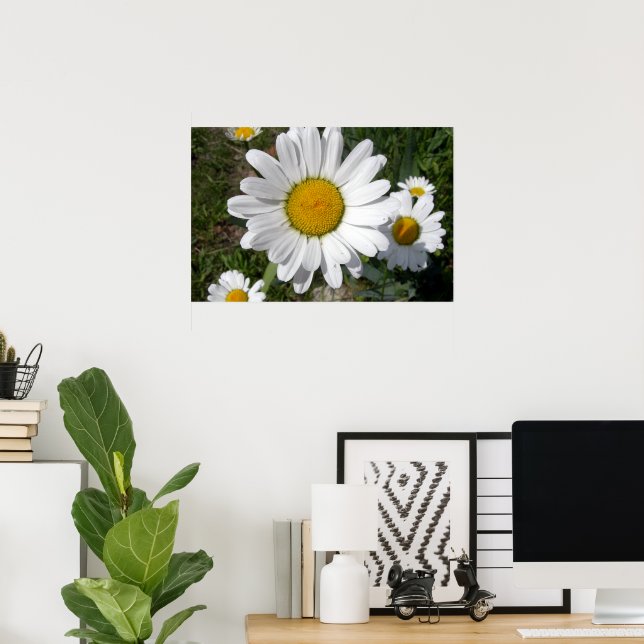 Shasta-Margerite (Chrysanthemum maximum) Poster (Heimbüro)