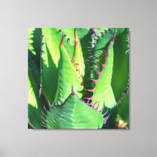 Shaw's Agave Leinwanddruck