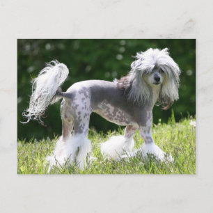 Sheeba - Crestie Showoff Postkarte