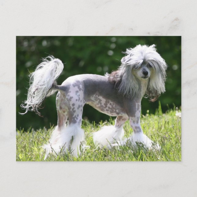 Sheeba - Crestie Showoff Postkarte (Vorderseite)