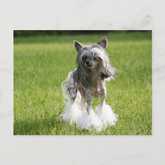 Sheeba Green Grass Postkarte (Vorderseite)