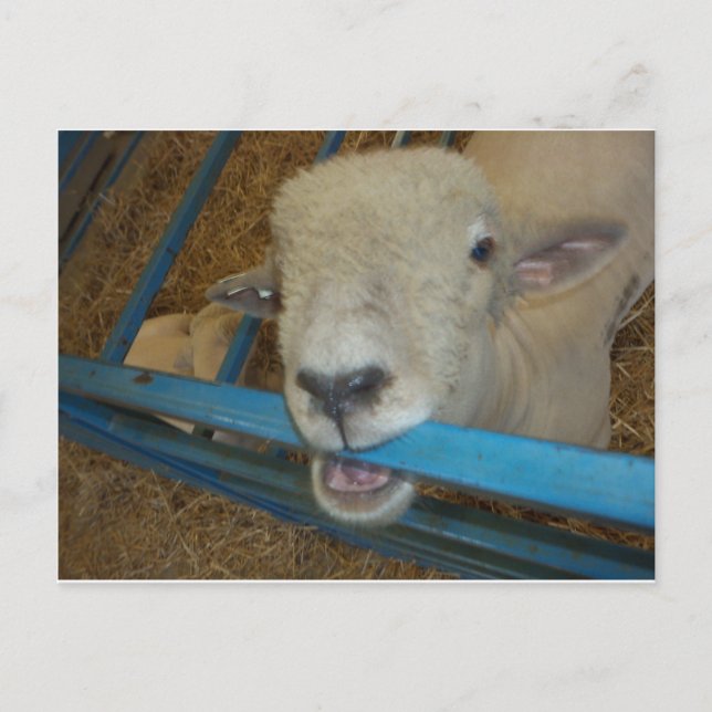 Sheep Chewing Gate Postkarte (Vorderseite)