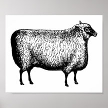 Sheep engraving Print