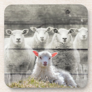 Sheep Flock Baby Lamb Getränkeuntersetzer