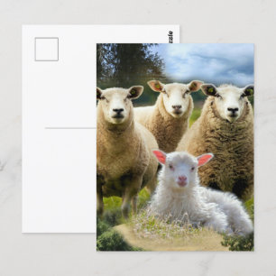 Sheep Flock Sheep Herd Baby Lamb Postkarte