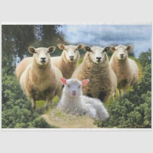 Sheep Flock Sheep Herd Baby Lamb Seidenpapier