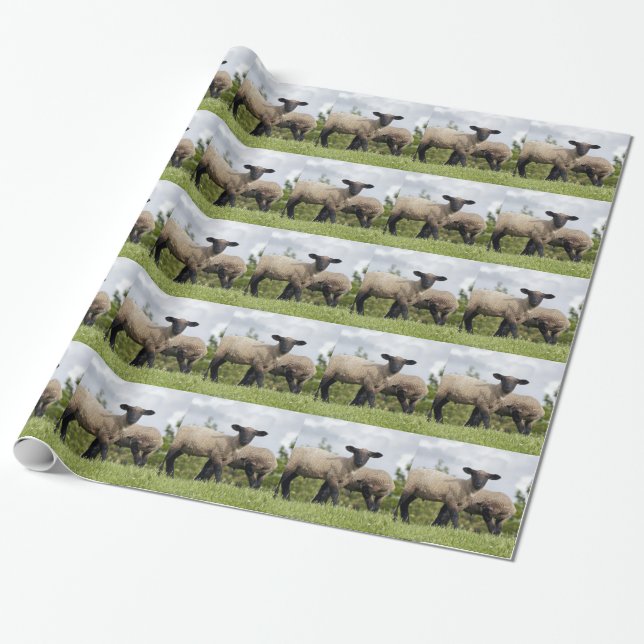 sheep geschenkpapier (Ungerollt)