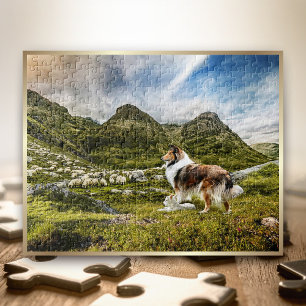 Sheep Herding Mahogany Sable Rough Collie -