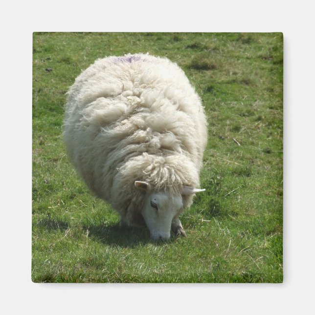 Sheep Magnet (Vorne)