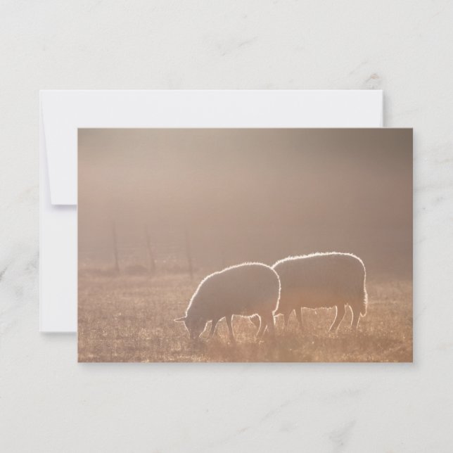 Sheep Nature Photo Card (Vorderseite)