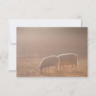 Sheep Nature Photo Card