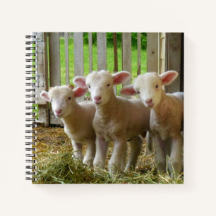 Sheep-Notebook Notizbuch