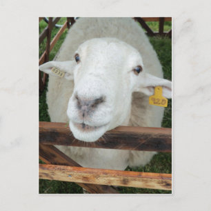 Sheep Portrait Postkarte