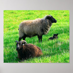 Sheep Print Poster