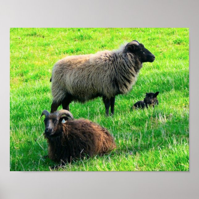 Sheep Print Poster (Vorne)