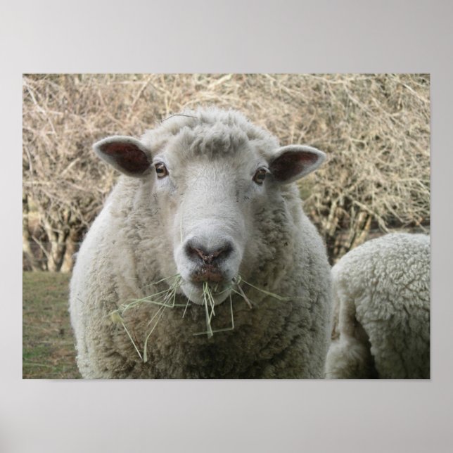 Sheep Print Poster (Vorne)