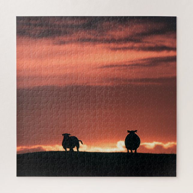 Sheep Sunset Nature Foto (Vertikal)