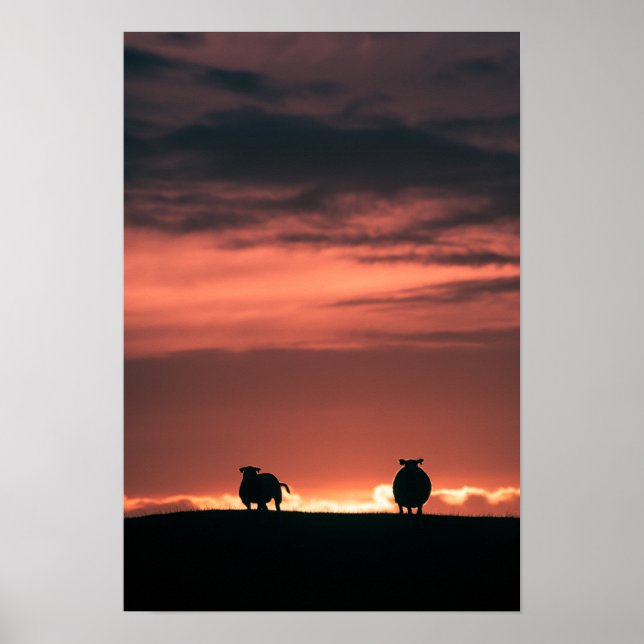 Sheep Sunset Nature Foto Poster (Vorne)