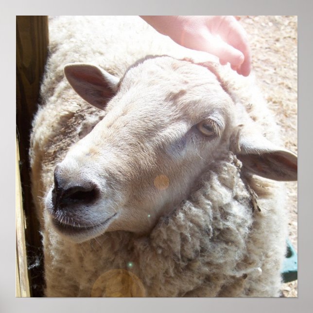 Sheep The Good Shepherd Christlich Art Foto Poster (Vorne)