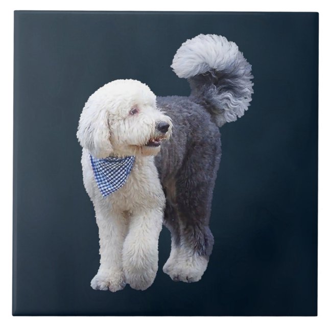 Sheepadoodle mit blauem karierten Schal Fliese (Vorderseite)