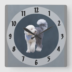 Sheepadoodle mit blauem karierten Schal Quadratische Wanduhr
