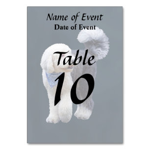Sheepadoodle mit blauem karierten Schal Tischnummer