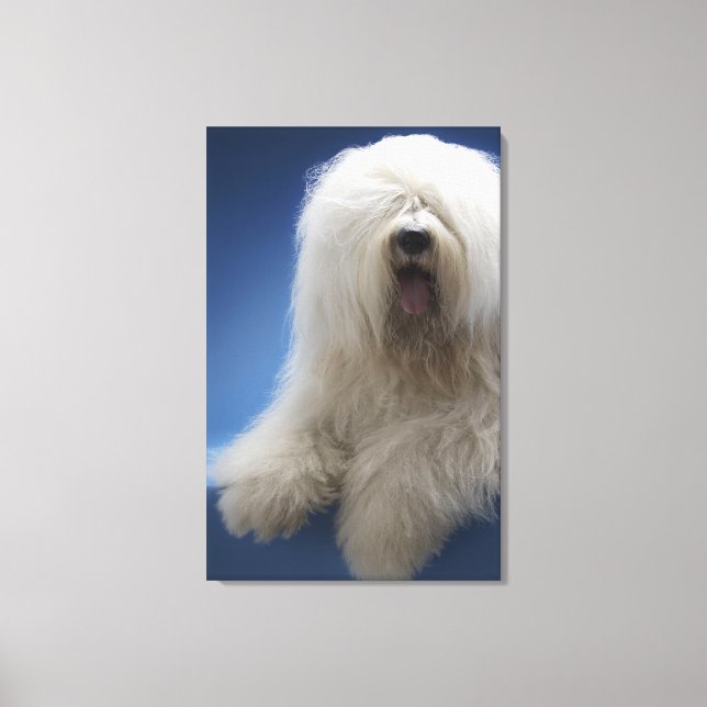 Sheepdog Leinwanddruck (Vorderseite)