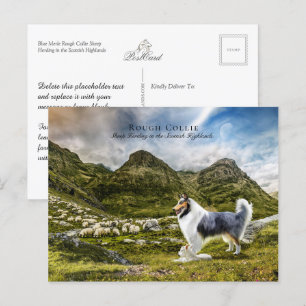 Sheepherding Blue Merle Rough Collie - Collectibel Postkarte