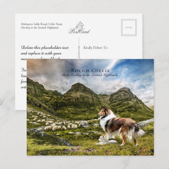 Sheepherding Sable Rough Collie - Collectibel Postkarte (Vorne/Hinten)