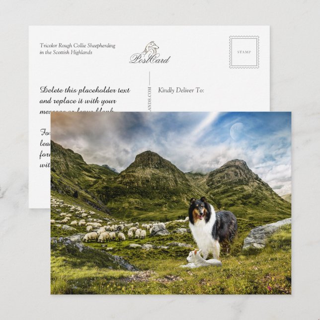 Sheepherding Tricolor Rough Collie - Collectibel Postkarte (Vorne/Hinten)